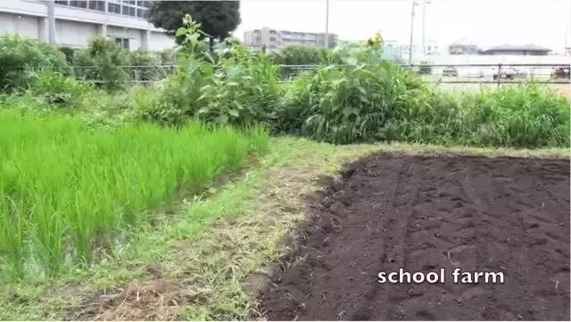 日本小学生校餐_日本校餐历史演变_三星校餐在线观看